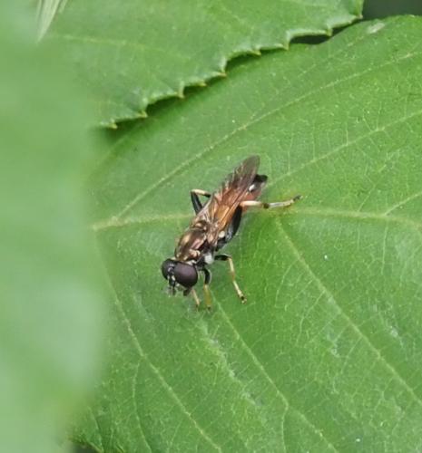 Xylota segnis